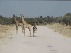 facts about giraffes