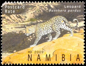 Namibia Stamps leopards