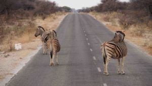Zebra in the Road