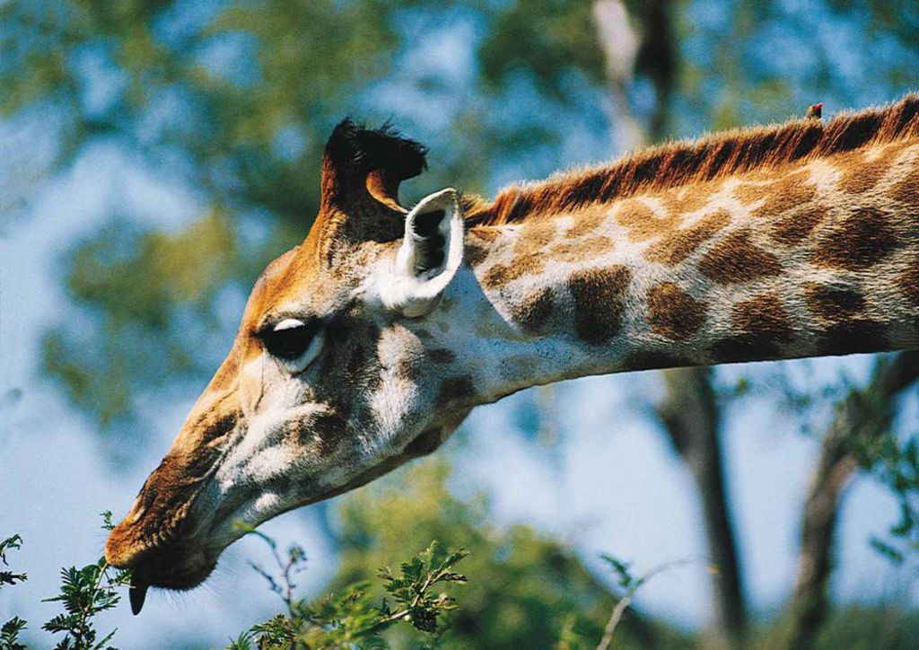 Kruger National Park Giraffes