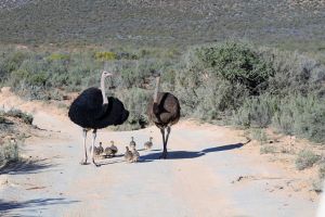 Ostriches in Namibia