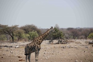 113A5496 giraffe sm