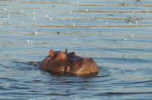 0352 hippo sm